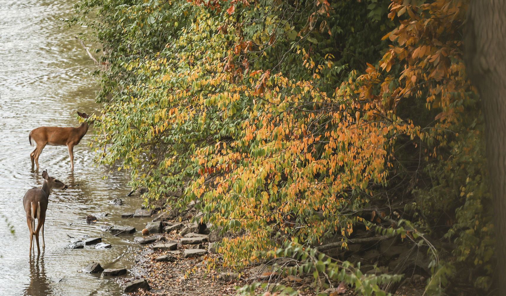 Fall around Lake Decatur 29 10.23.20.JPG